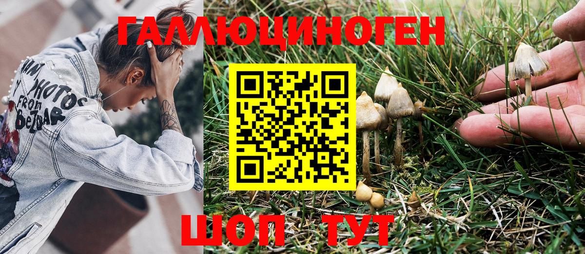 Галлюциногенные грибы Psilocybine cubensis Балтийск